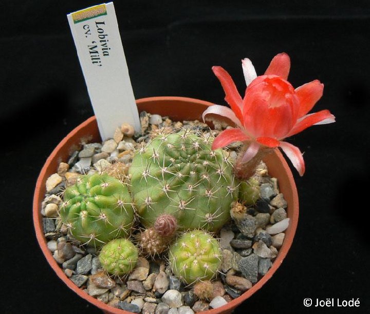 Lobivia 'Mili'  (almost spineless, fl. pale red) ©JLcoll.4509